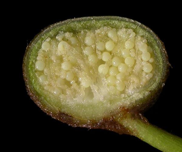 Marsileaceae Regnellidium diphyllum