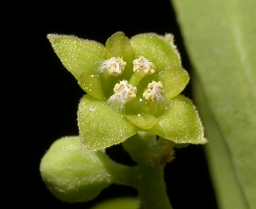 Cervantesiaceae Acanthosyris spinescens