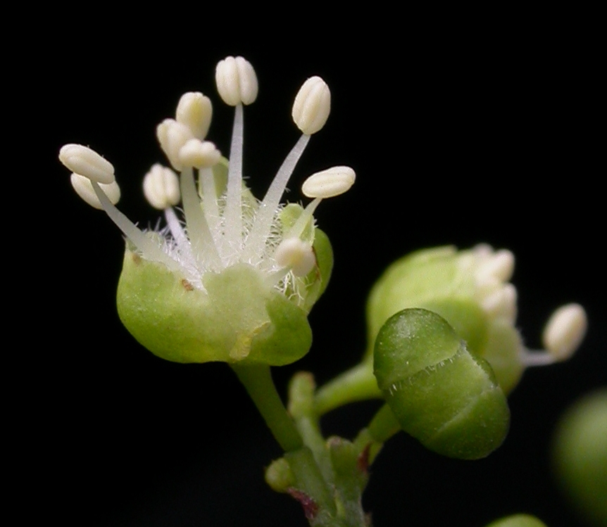 Sapindaceae Allophylus edulis