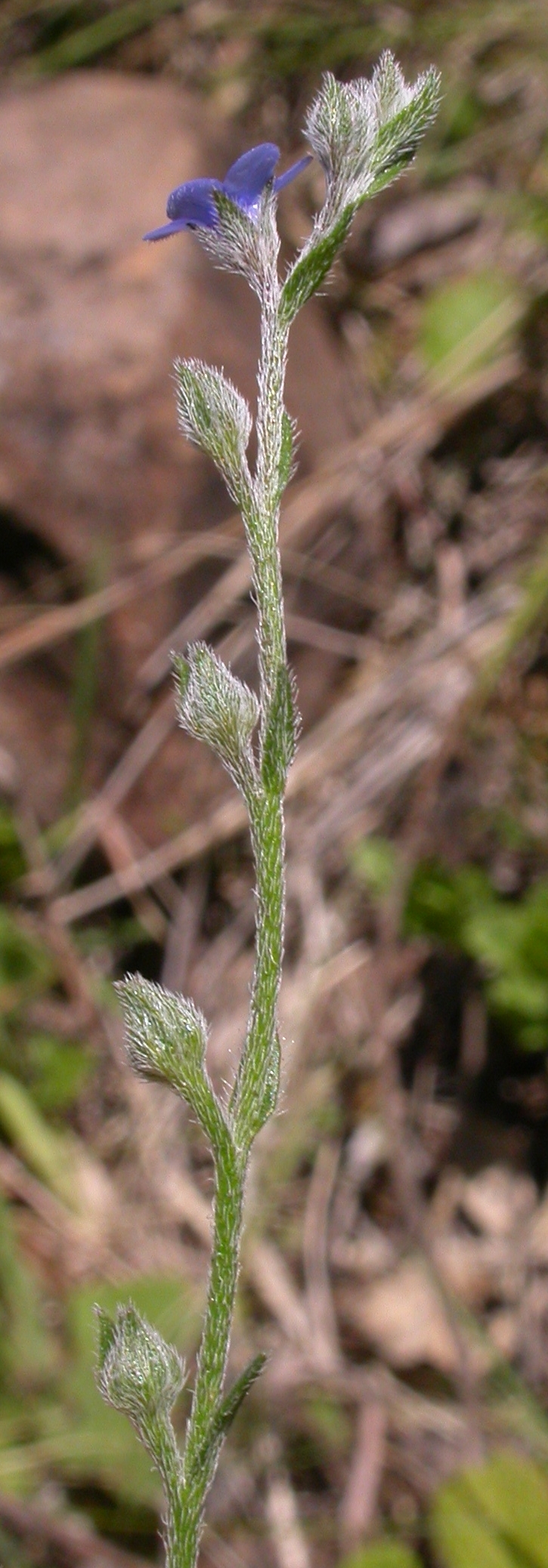 Boraginaceae Antiphytum cruciatum