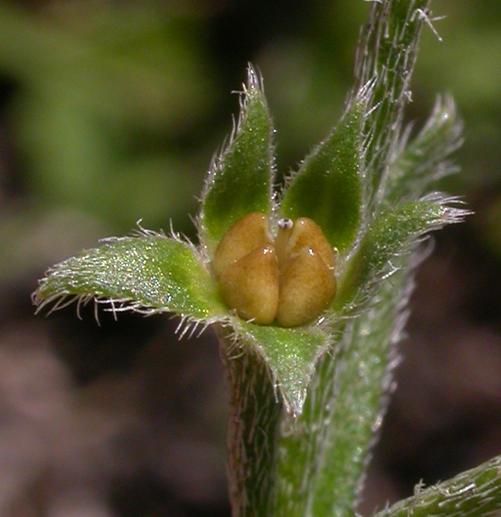 Boraginaceae Antiphytum cruciatum