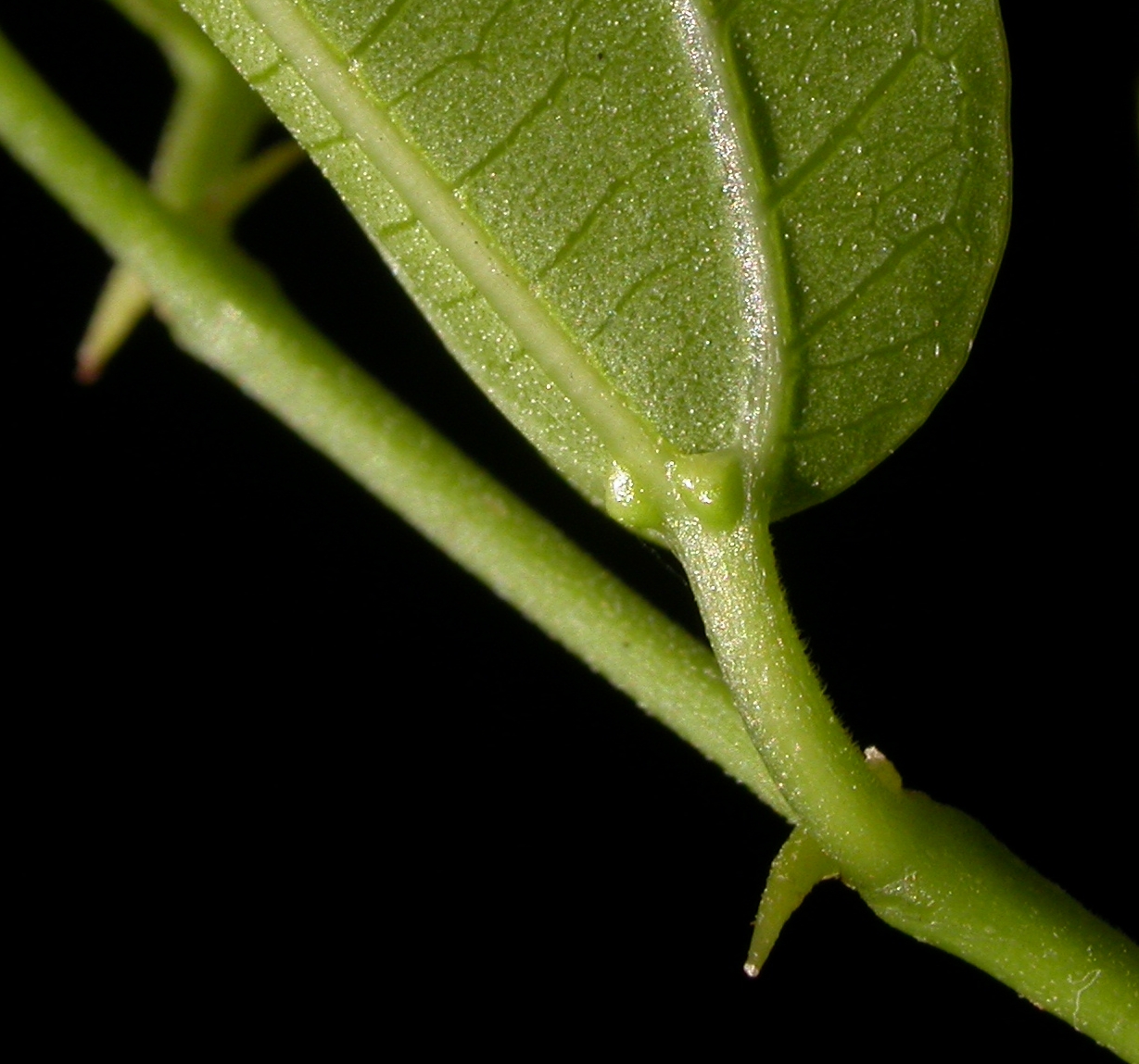 Cannabaceae Celtis spinosa