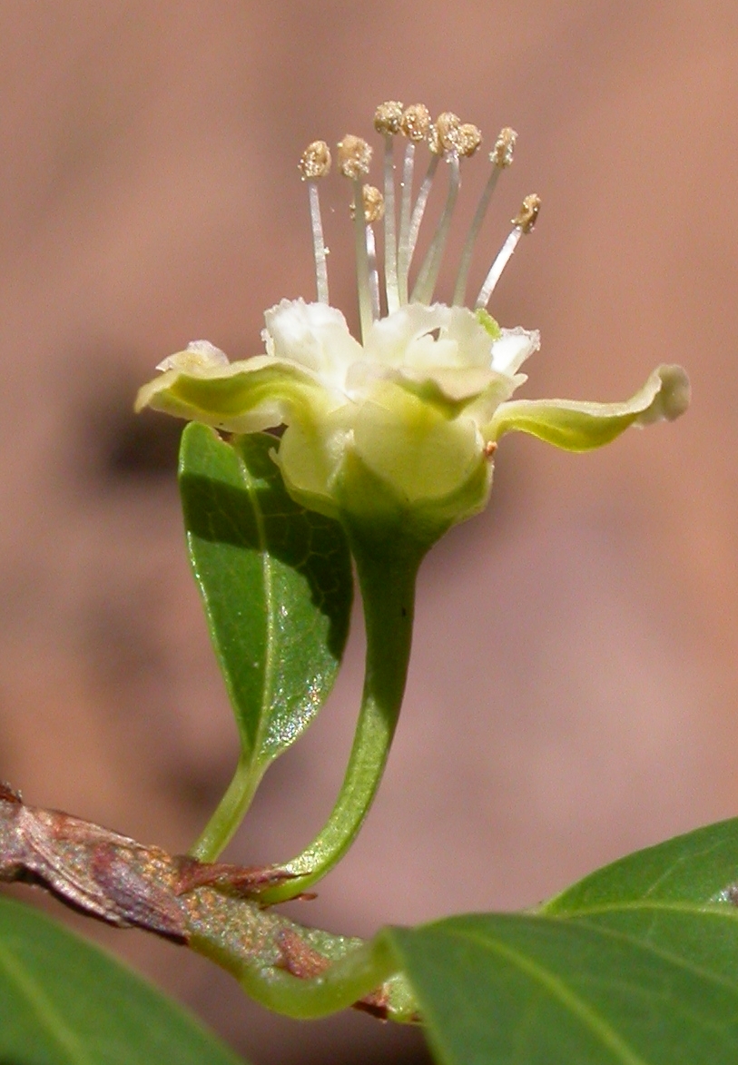Erythroxylaceae Erythroxylum myrsinites