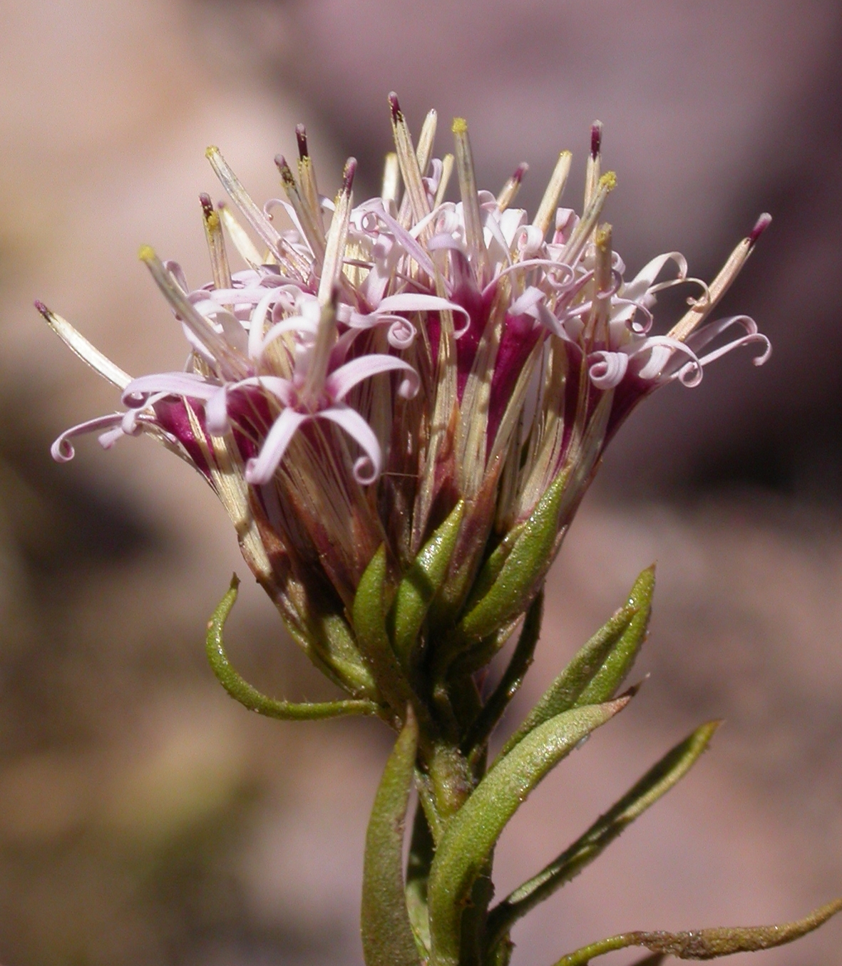 Asteraceae Gochnatia glutinosa