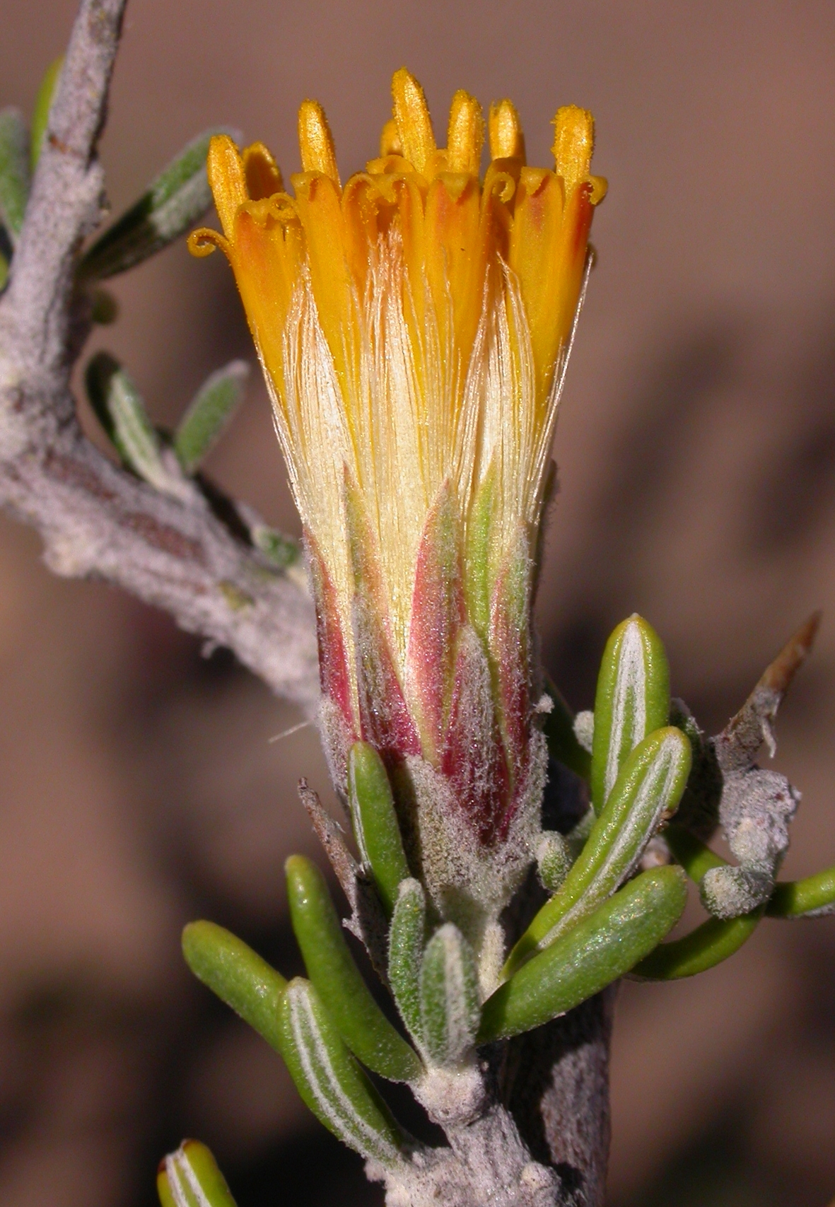 Asteraceae Nardophyllum armatum