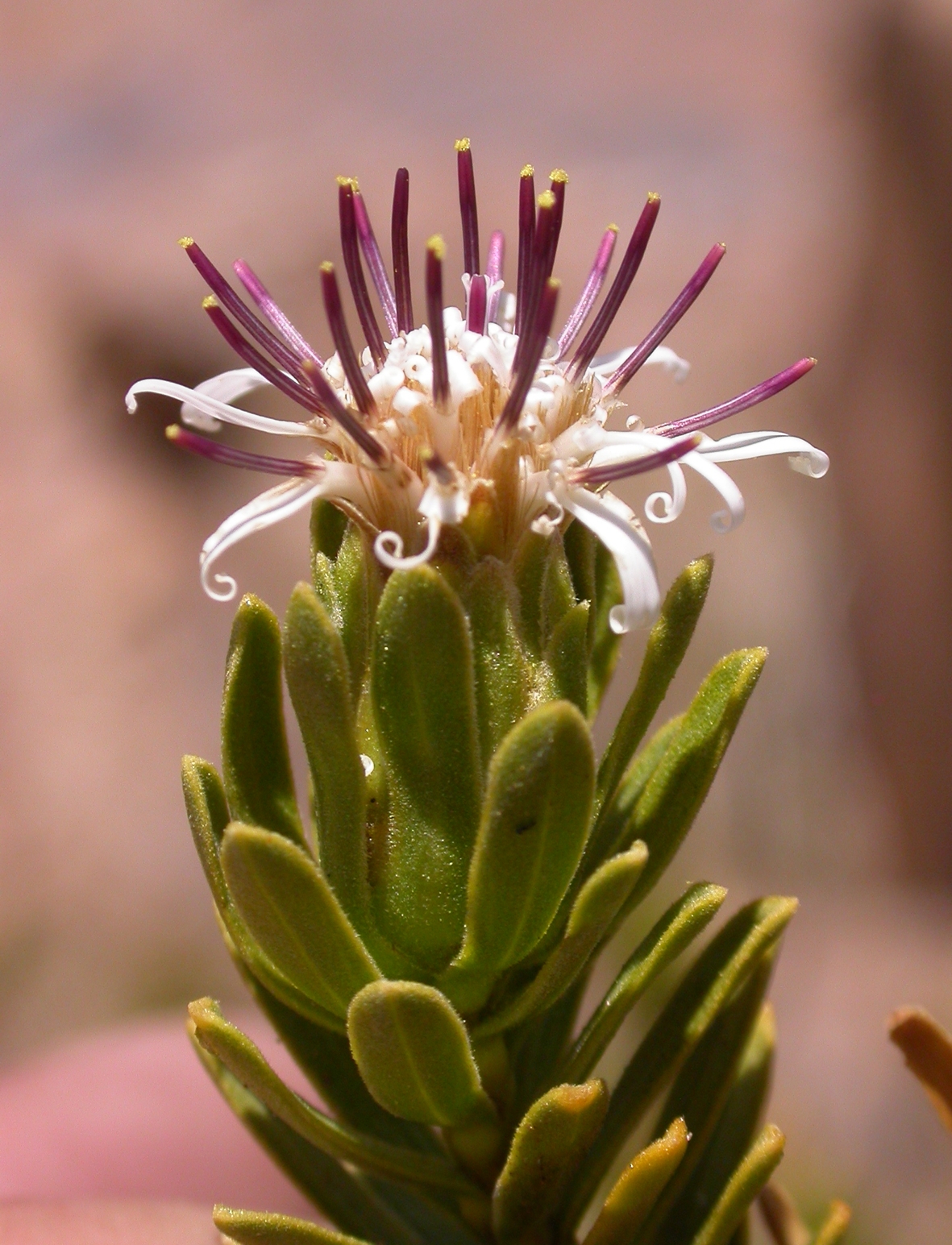 Asteraceae Plazia daphnoides