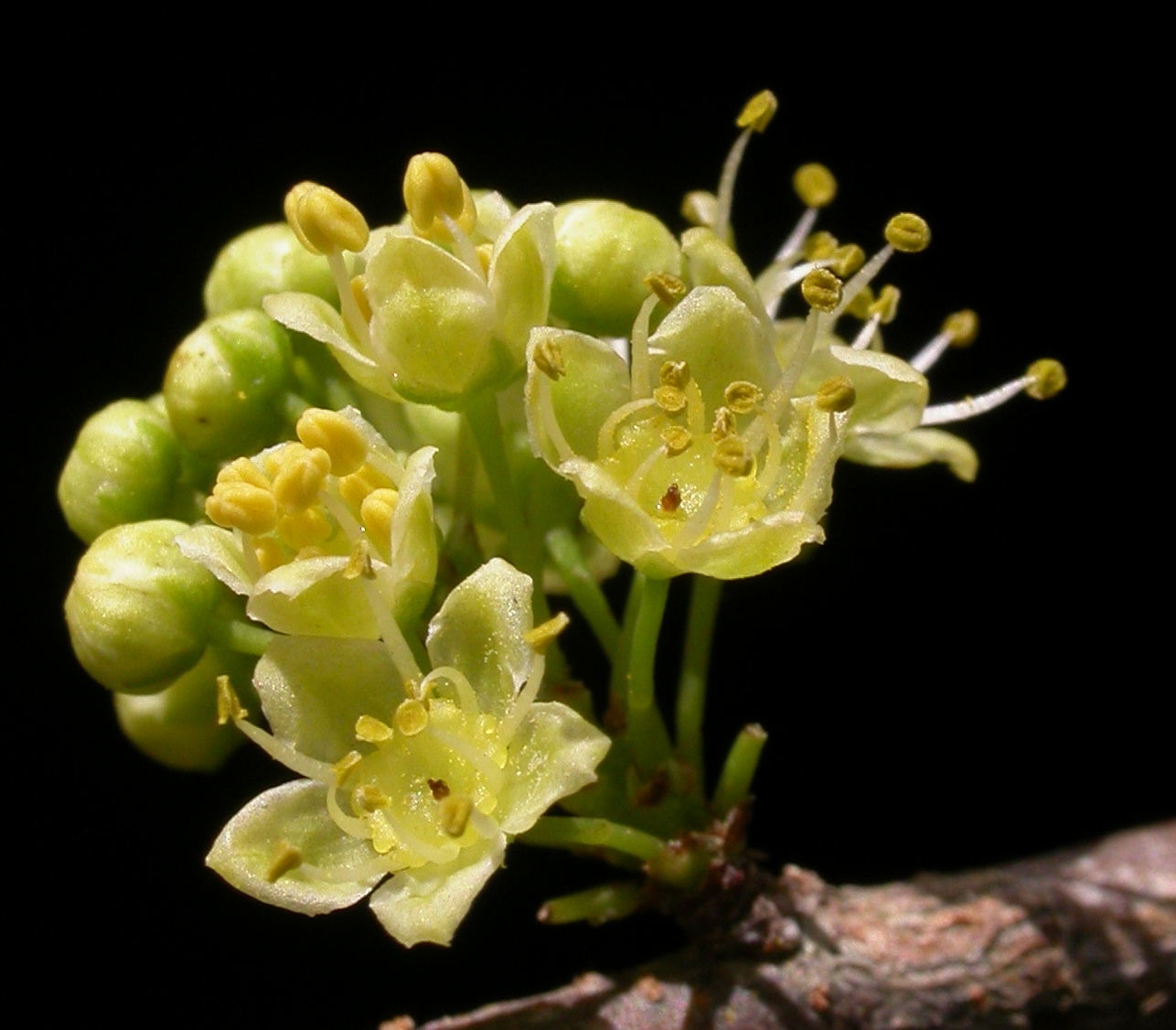 Anacardiaceae Schinus longifolius