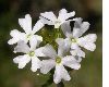 image of Verbena thymoides