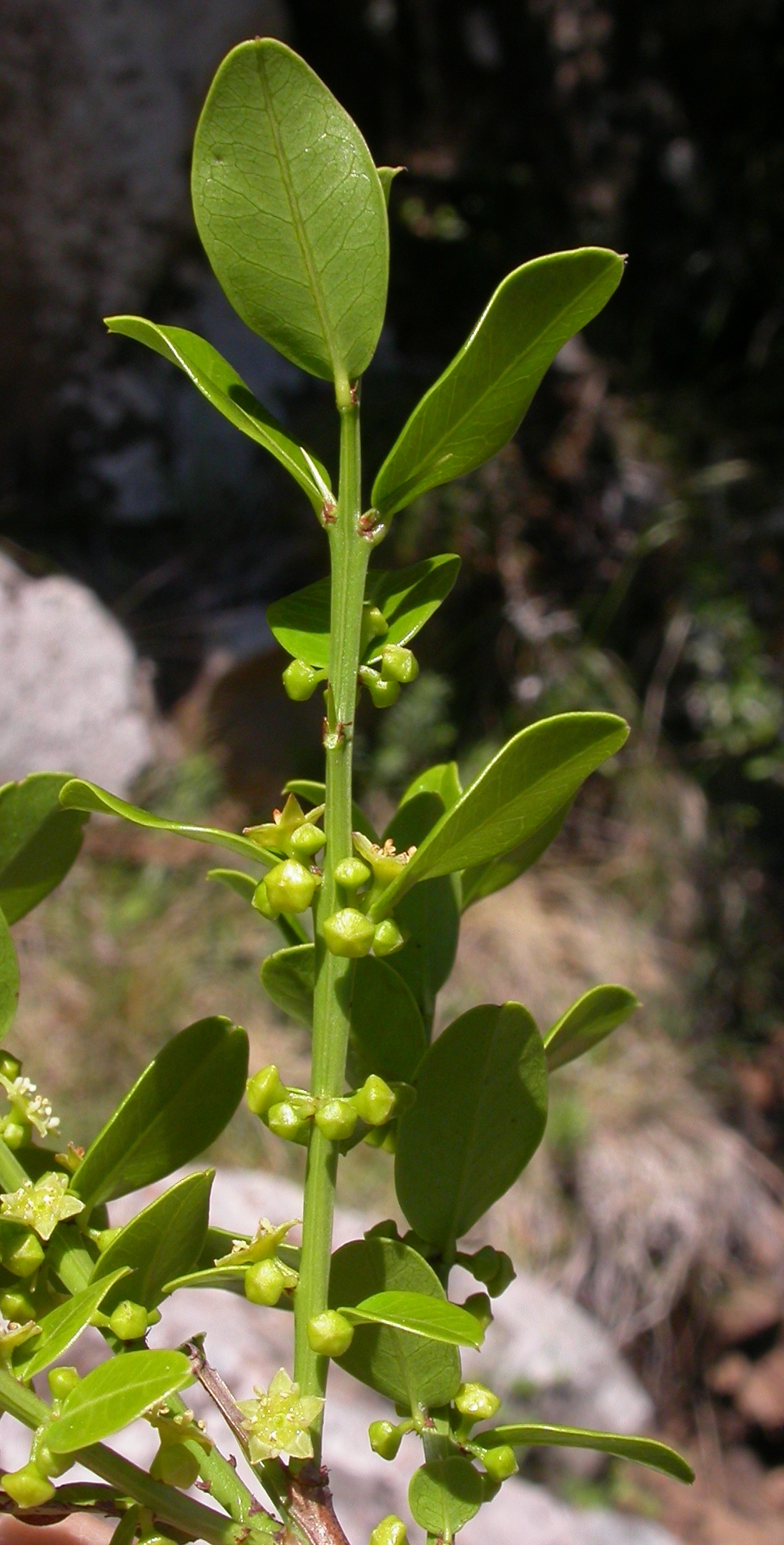 Rhamnaceae Scutia buxifolia