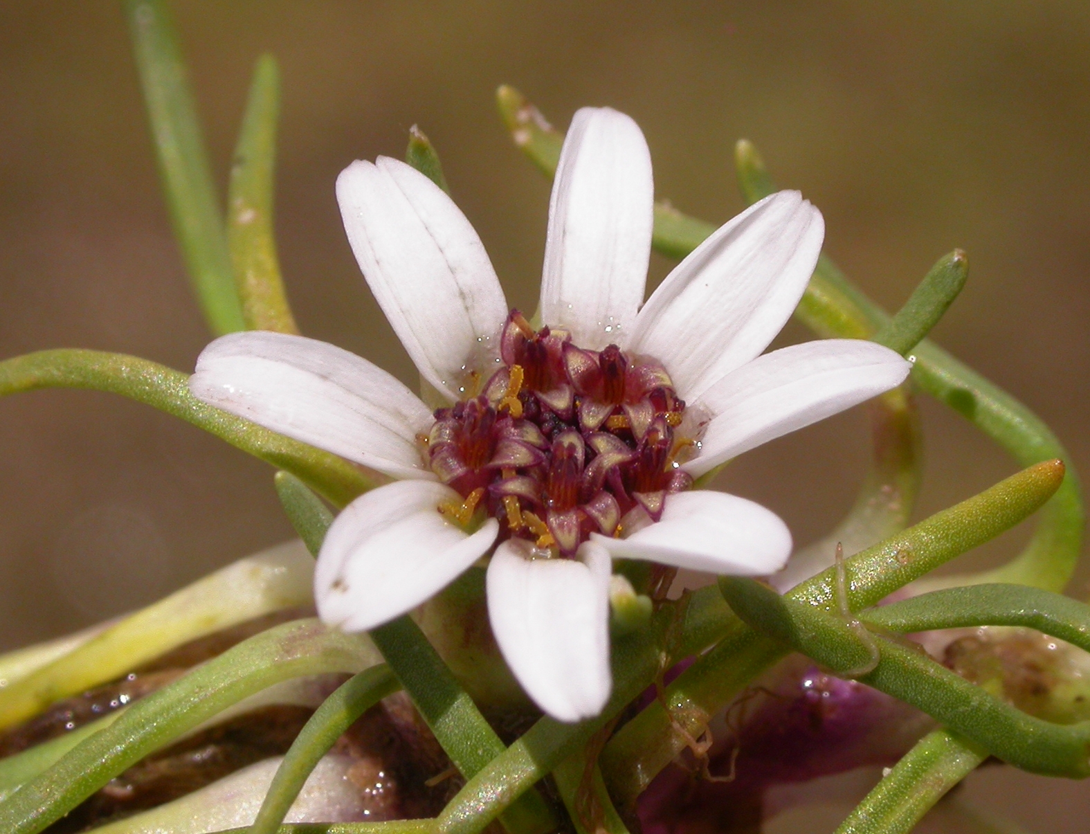 Asteraceae Werneria 