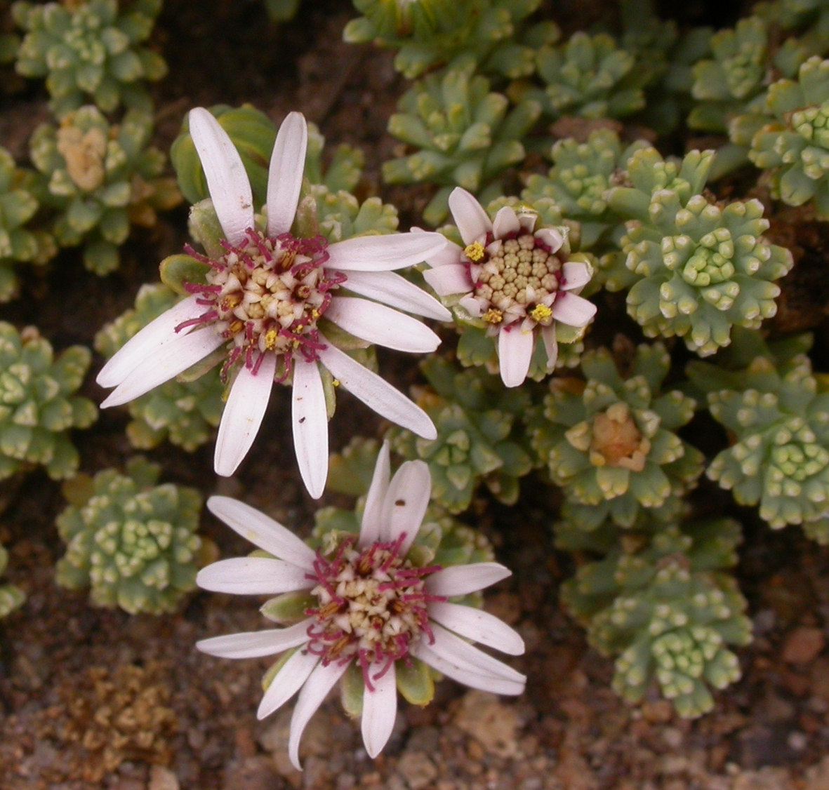 Asteraceae Werneria 