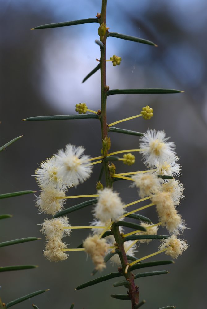Fabaceae Acacia genistifolia
