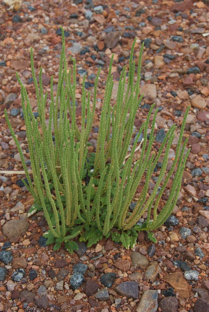 Amaranthaceae Dysphania rhadinostachya