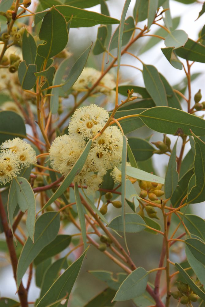 Myrtaceae Eucalyptus socialis