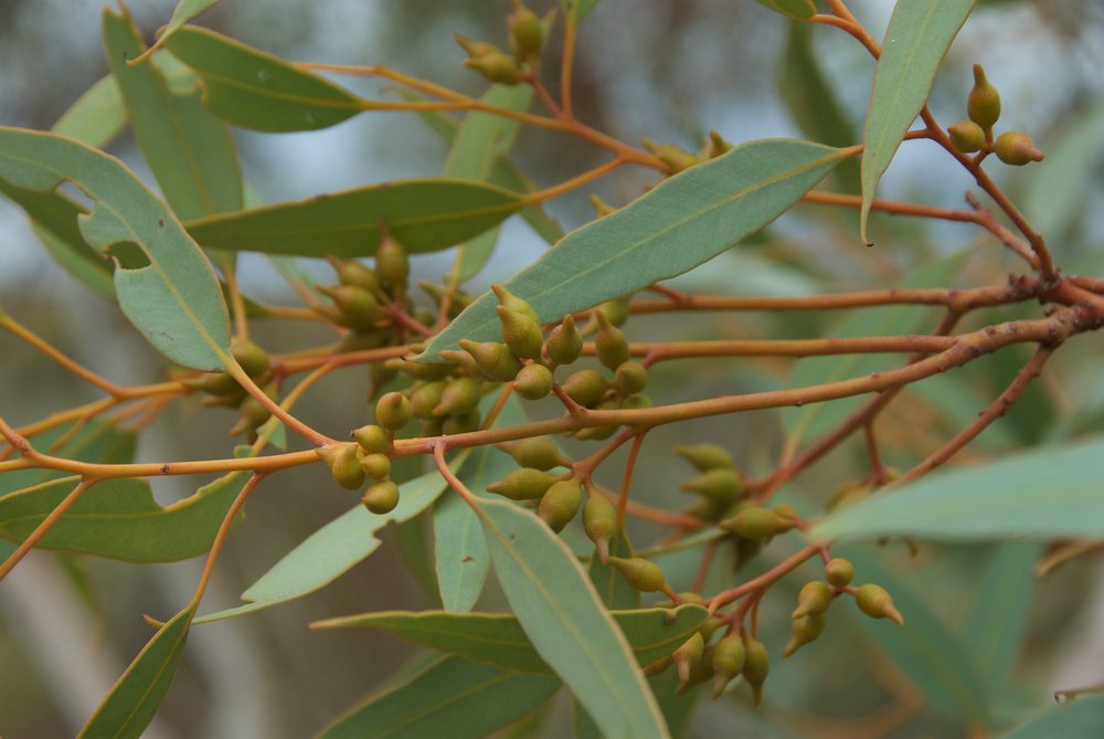 Myrtaceae Eucalyptus socialis