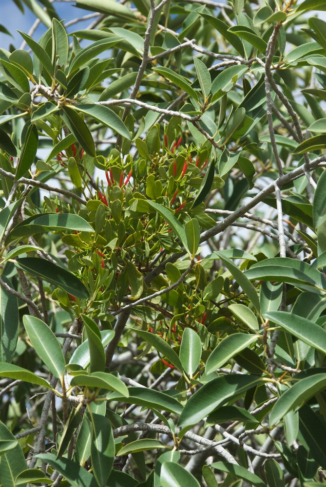 Loranthaceae Lysiana exocarpi
