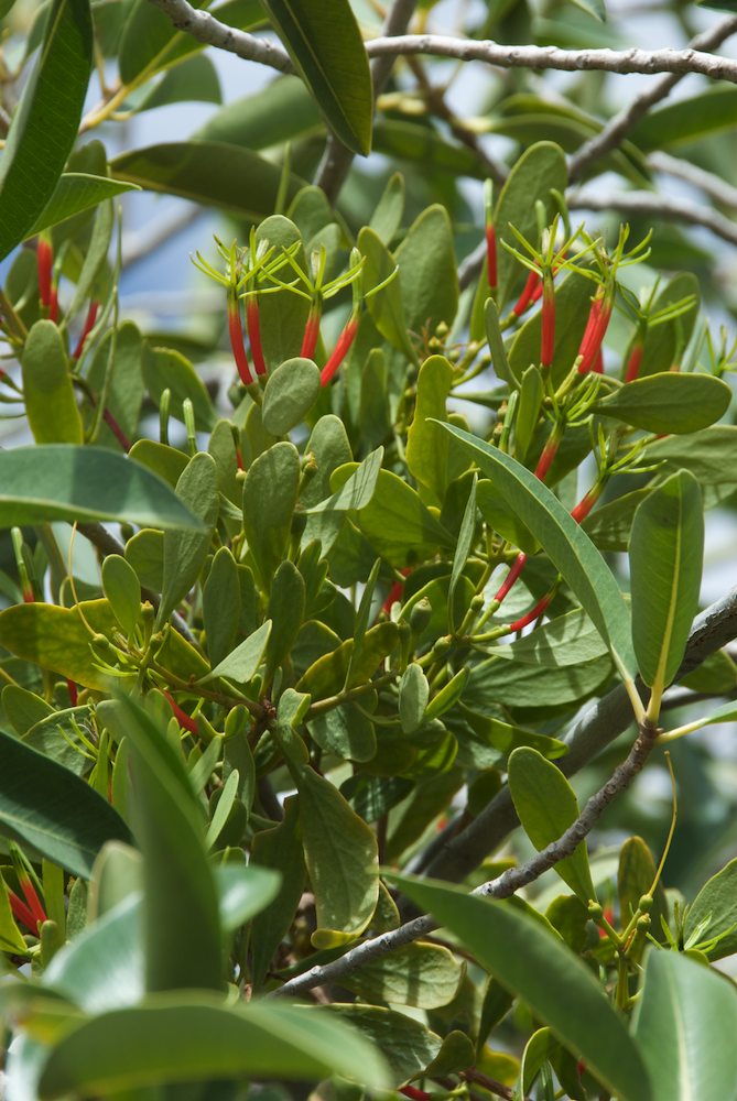 Loranthaceae Lysiana exocarpi