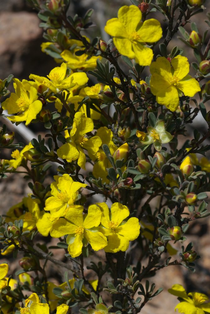 Dilleniaceae Hibbertia obtusifolia