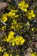 image of Hibbertia obtusifolia