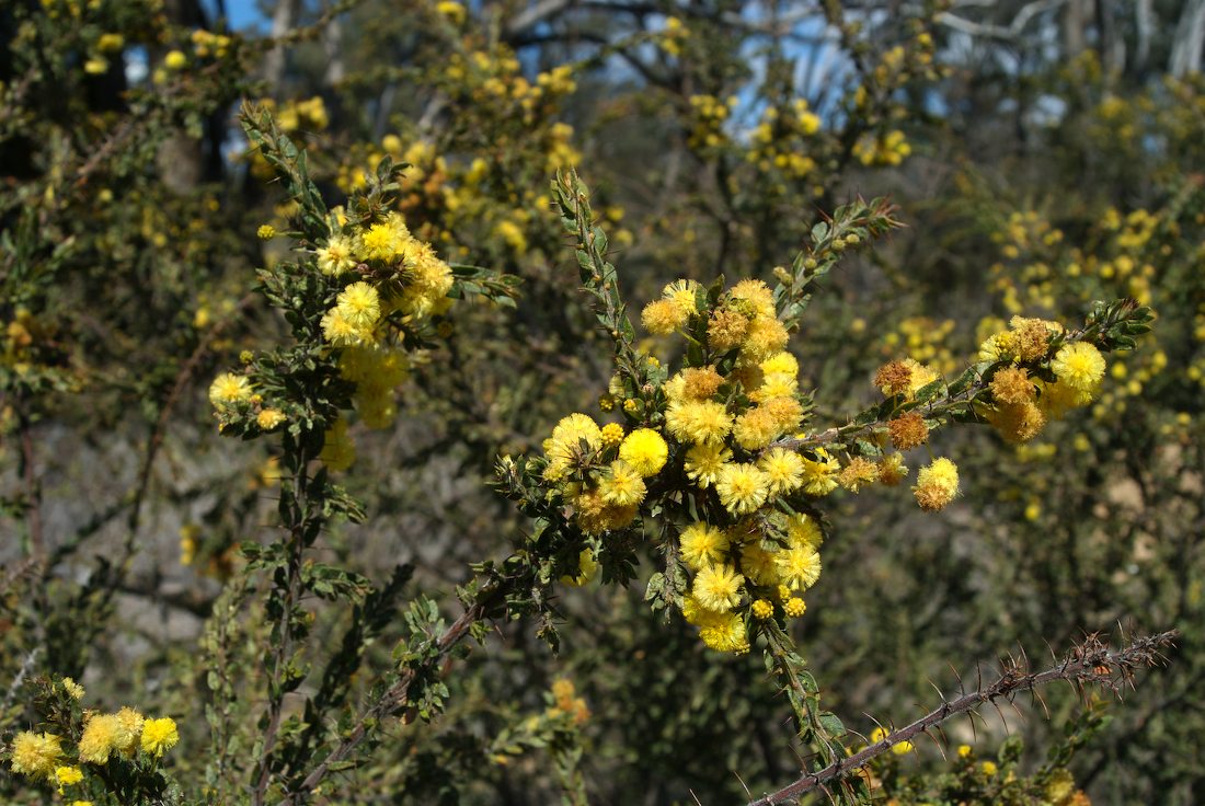 Fabaceae Acacia paradoxa