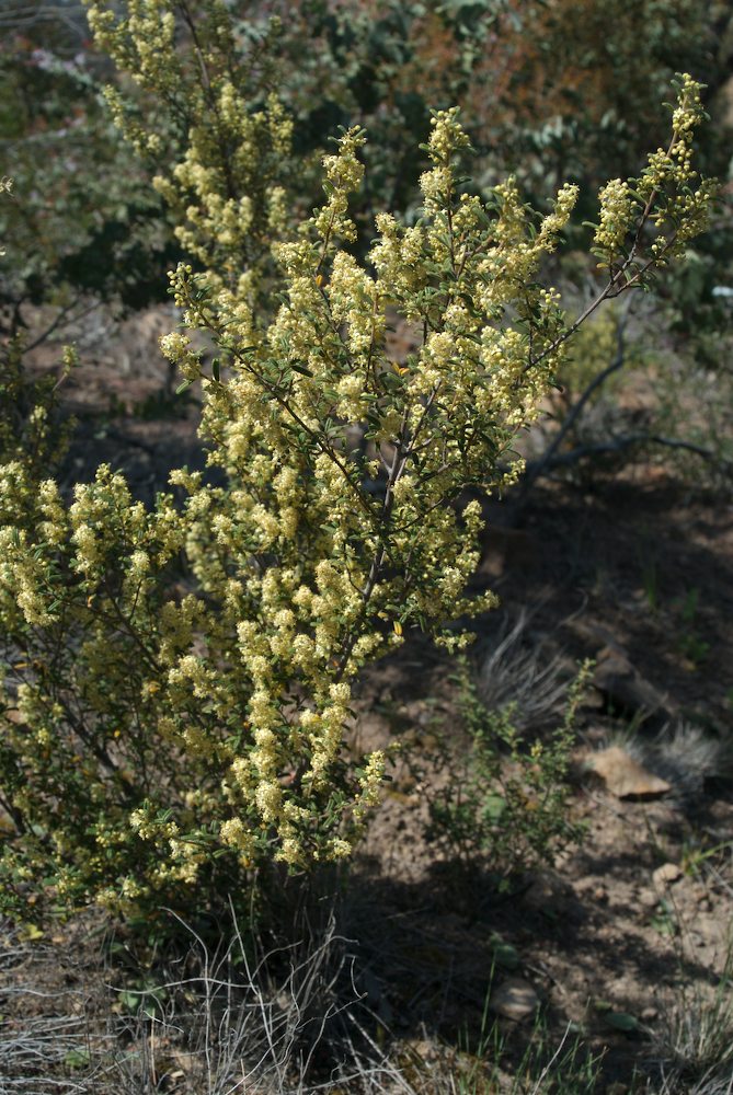 Rhamnaceae Pomaderris angustifolia