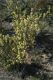 image of Pomaderris angustifolia