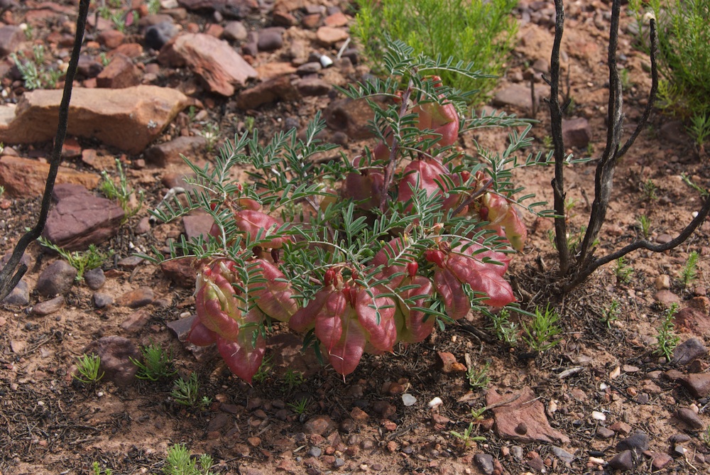 Fabaceae Lessertia fructescens