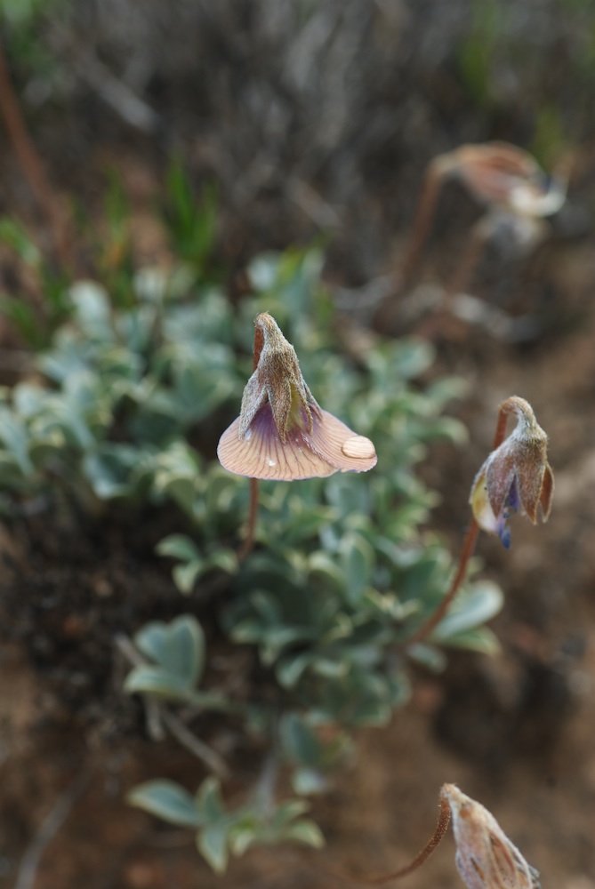 Fabaceae Lotononis argentea