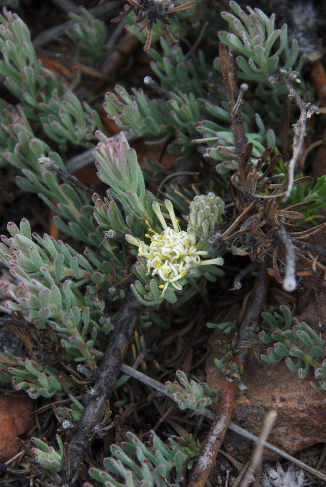 Proteaceae Vexatorella obtusata