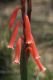 image of Watsonia aletroides