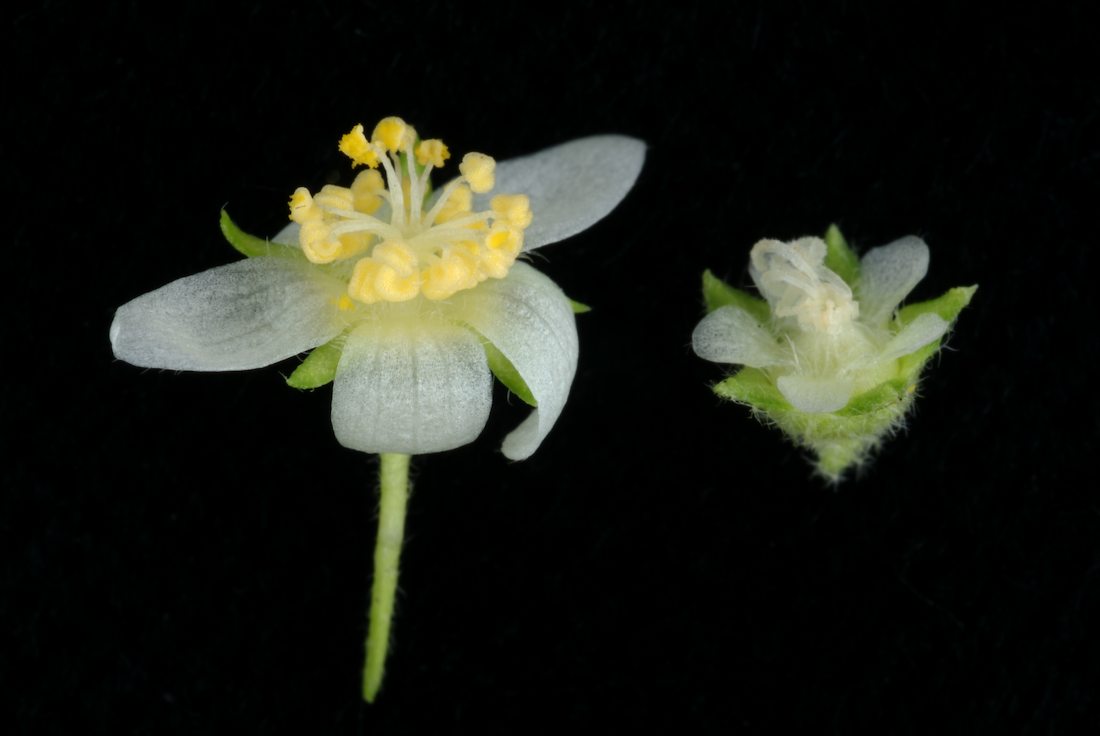 Malvaceae Gynatrix pulchella