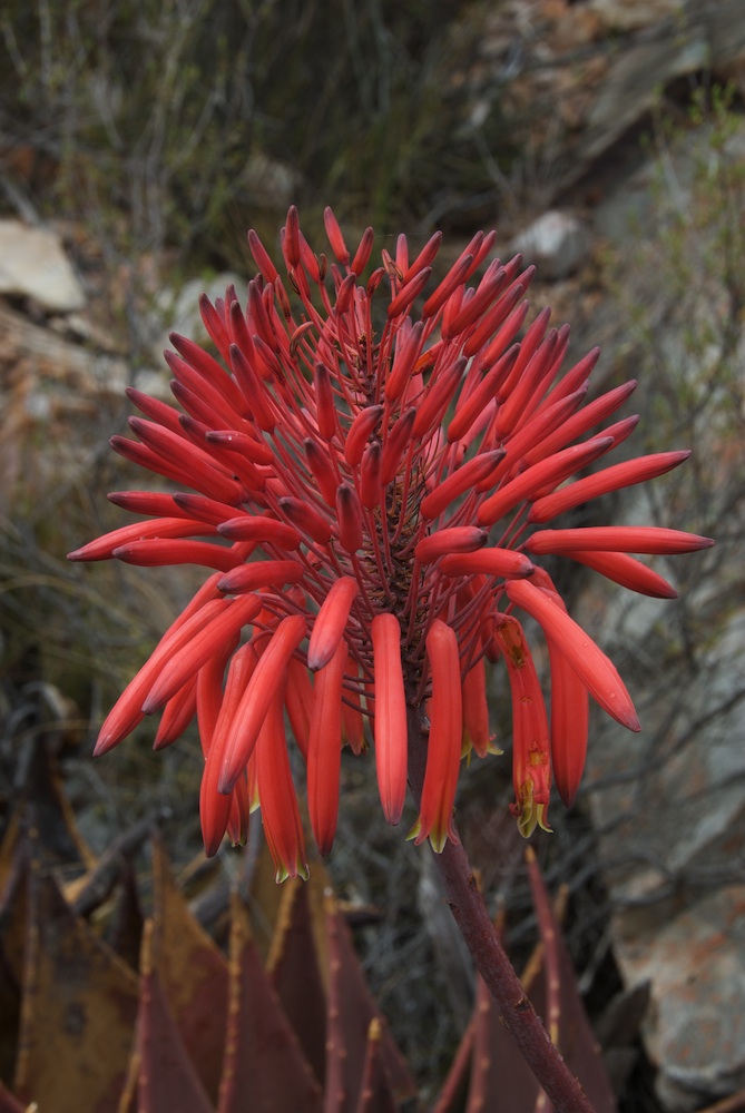Asphodelaceae Aloe mitriformis
