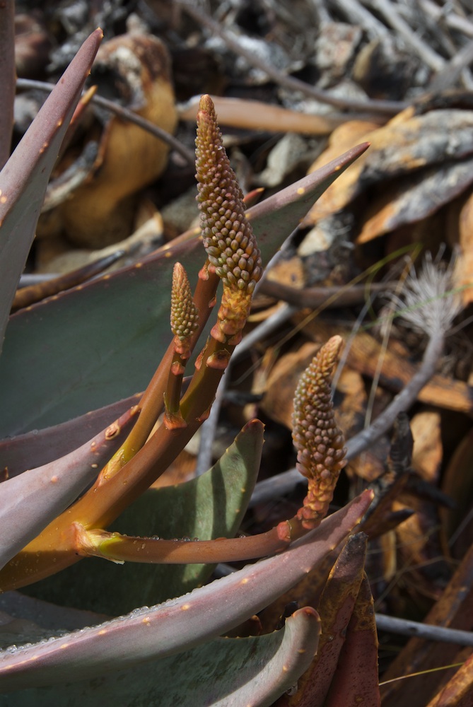 Asphodelaceae Aloe mitriformis