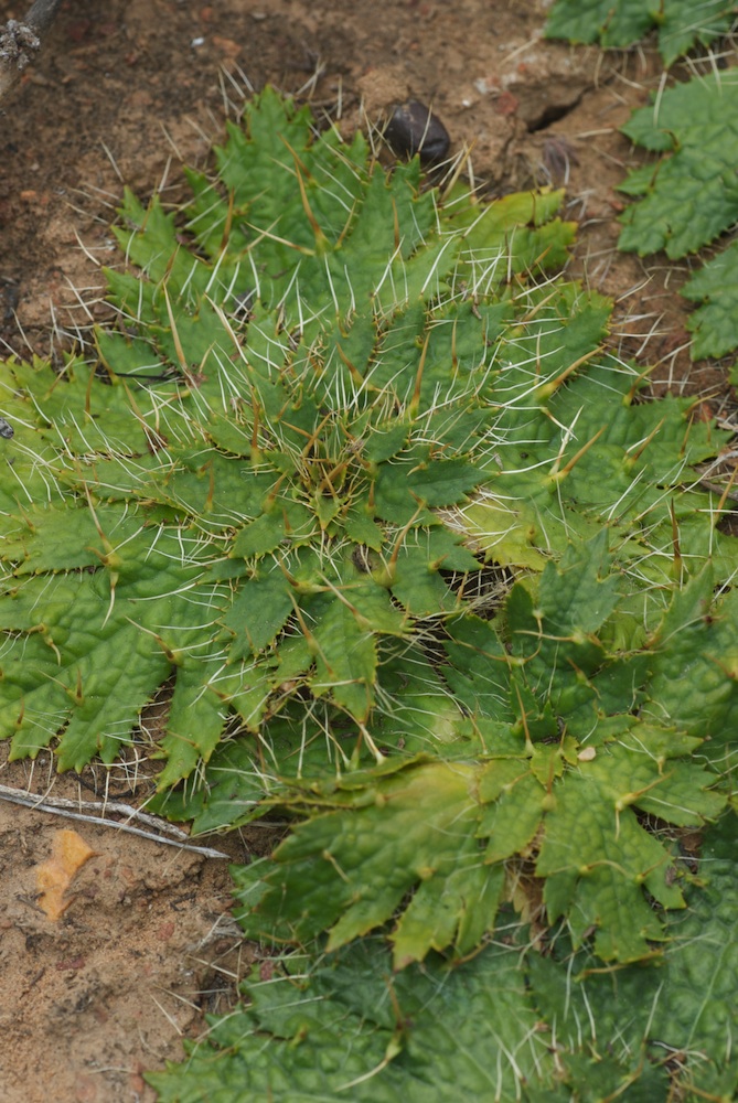 Apiaceae Arctopus echinatus