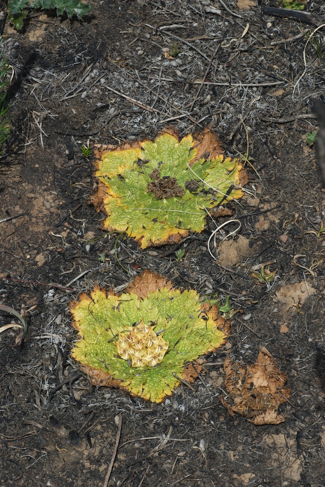 Apiaceae Arctopus echinatus