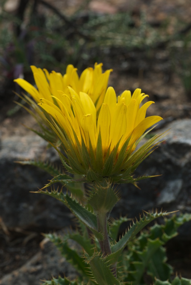 Asteraceae Berkheya armata