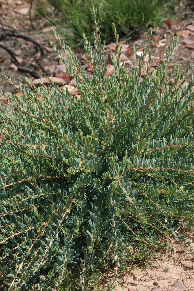 Euphorbiaceae Clutia laxa