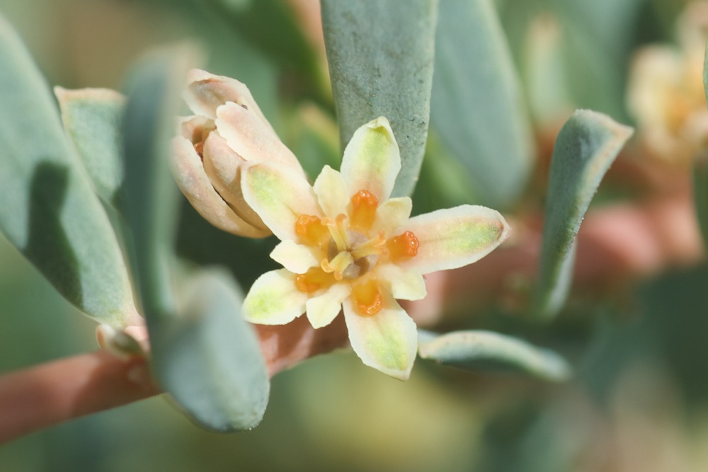 Euphorbiaceae Clutia laxa