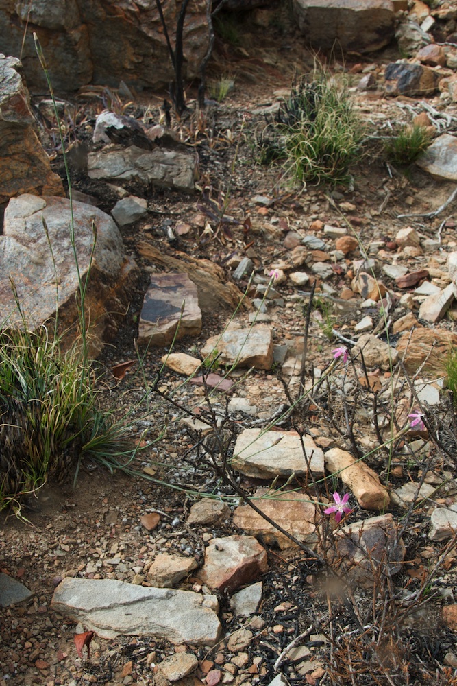 Caryophyllaceae Dianthus caespitosus