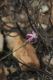 image of Dianthus caespitosus