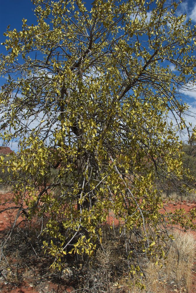 Rubiaceae Psydrax latifolia