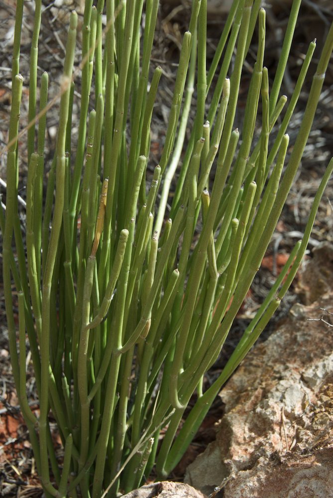 Apocynaceae Sarcostemma australe