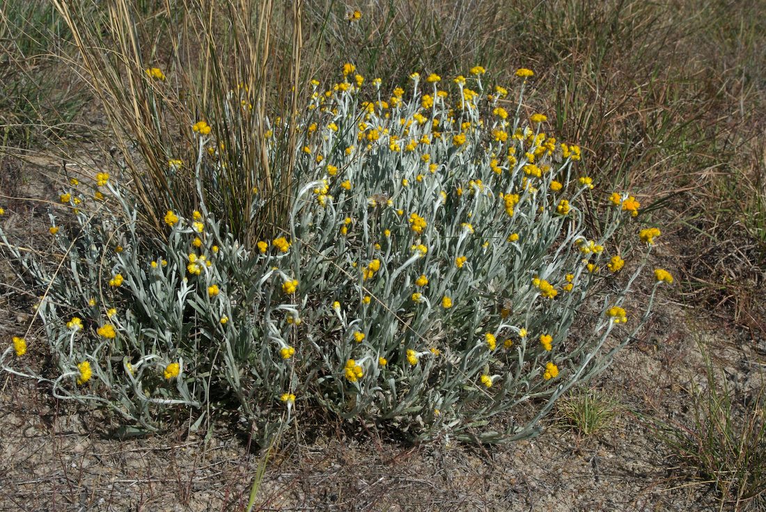Asteraceae Chrysocephalum apiculatum