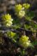 image of Trifolium campestre