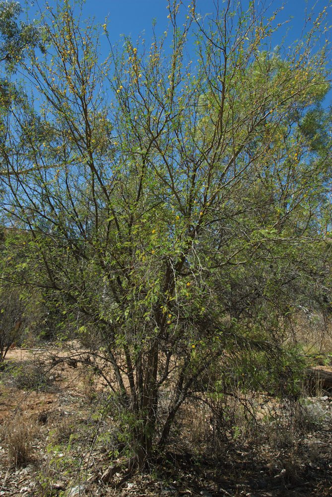 Fabaceae Acacia farnesiana