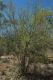 image of Acacia farnesiana
