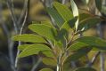 image of Acacia validinerva