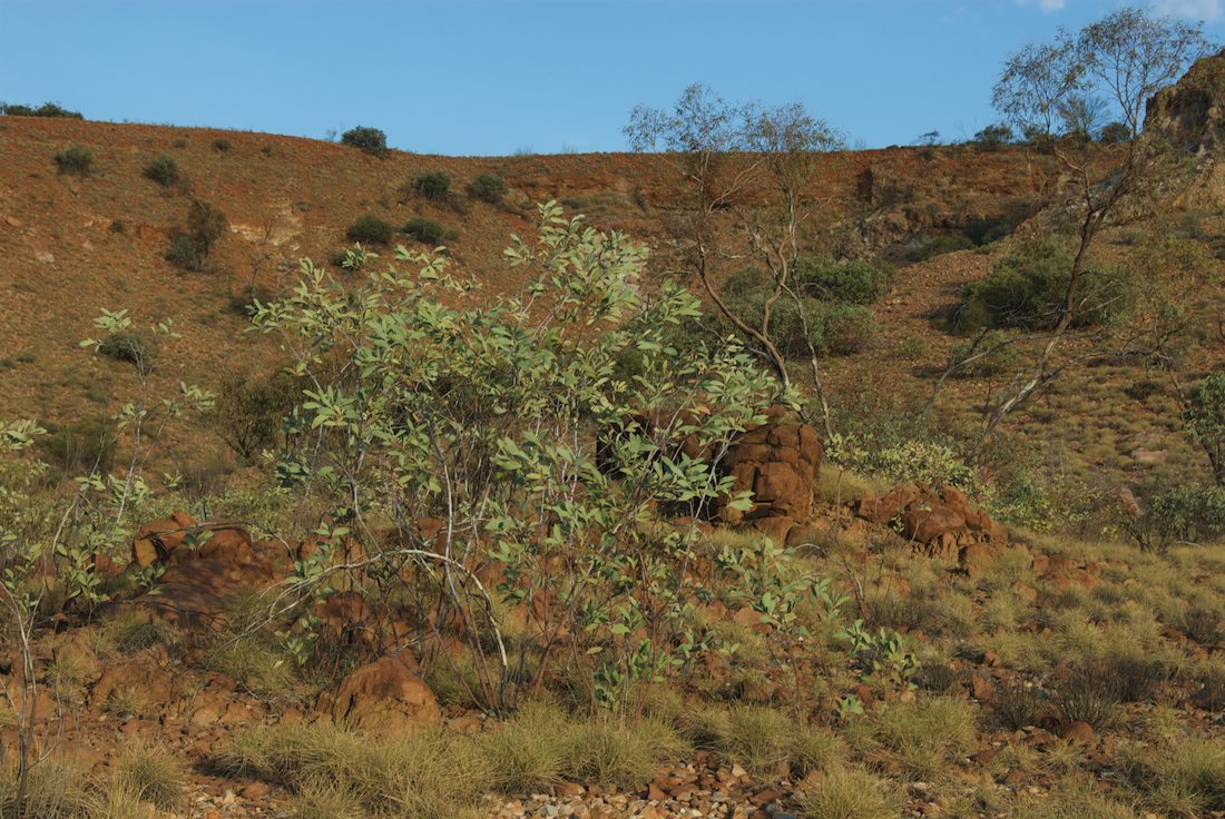 Fabaceae Acacia validinerva