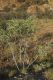image of Acacia validinerva