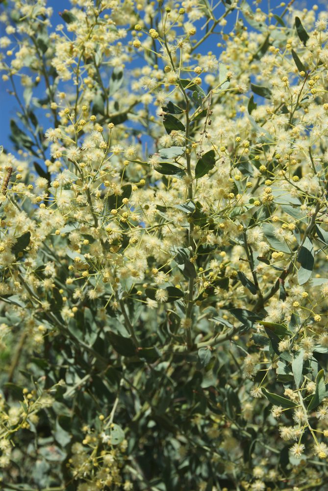 Fabaceae Acacia victoriae